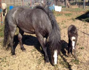 Wesco Farms Count Your Blessings and daughter Trinket